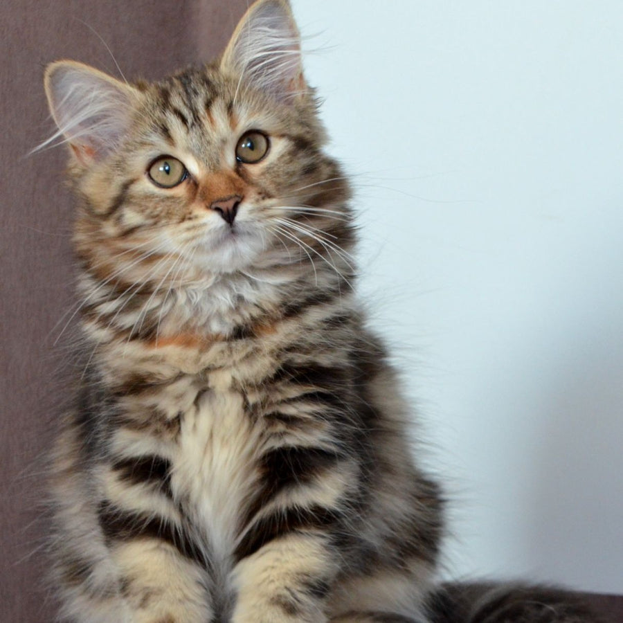 Tamina Siberian female, black tortie tabby
