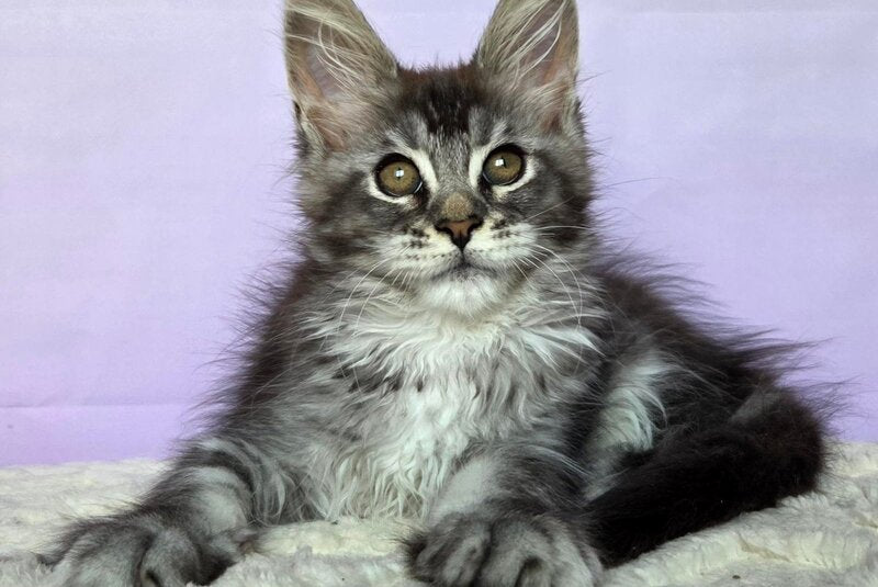 Pomona Maine Coon female, black silver ticked tabby