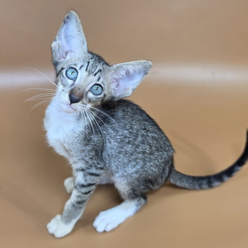 Yoshi Oriental Shorthair male, black spotted tabby mitted