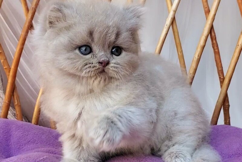 Wilda British Longhair female, blue golden ticked tabby