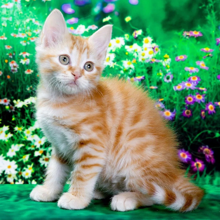 Zhorik Siberian male, red spotted tabby