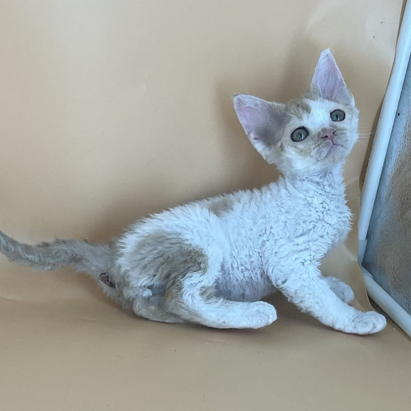 Alex Devon Rex male, red harlequin