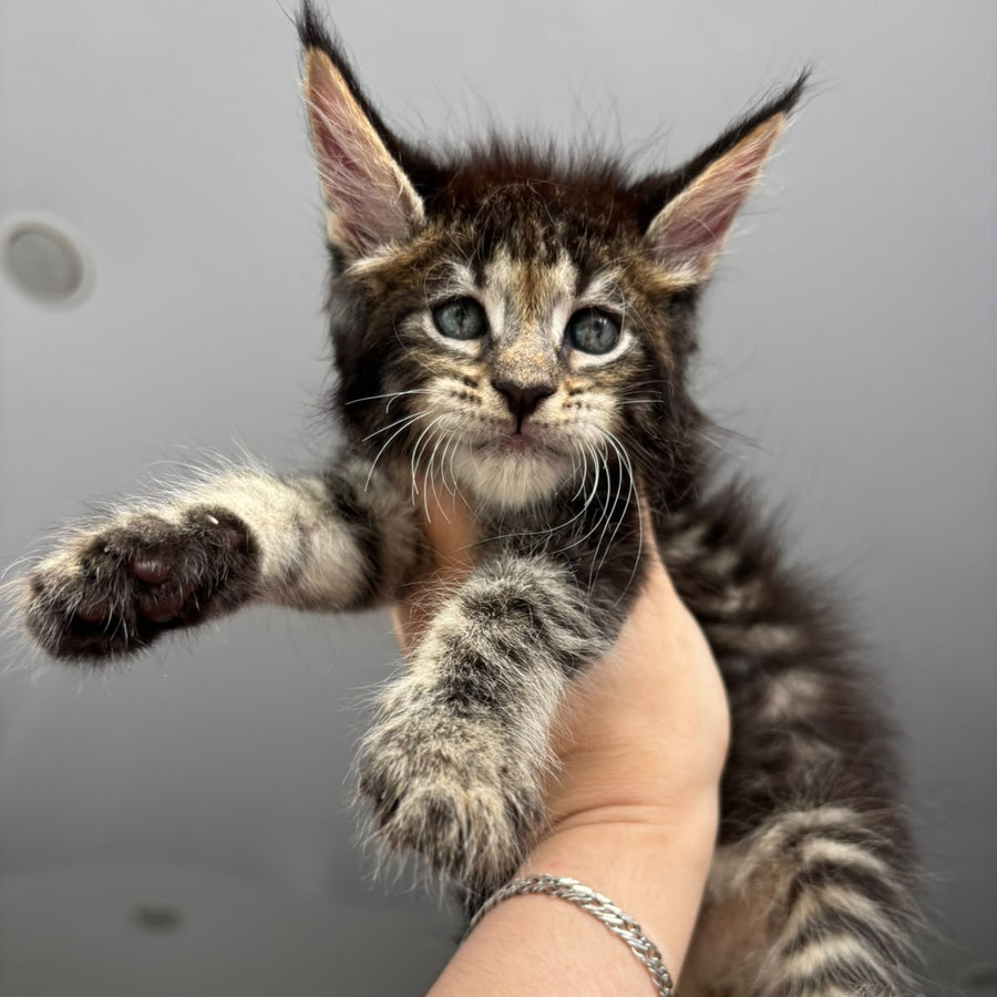 Cookie Maine Coon male, black spotted tabby