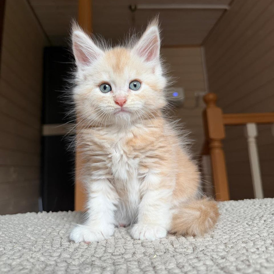 Champ Maine Coon male, red silver tabby