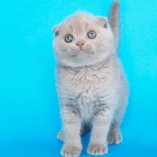 Allan Scottish Fold male, fawn