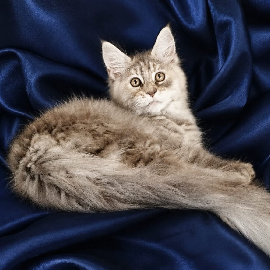 Vicky Maine Coon female, blue tortie silver tabby