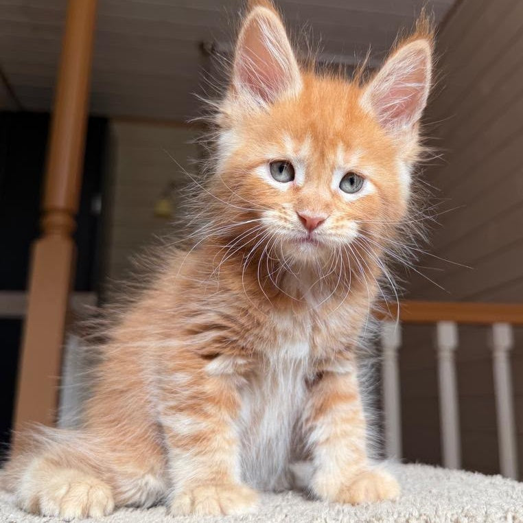 Amur Maine Coon male, red tabby with white