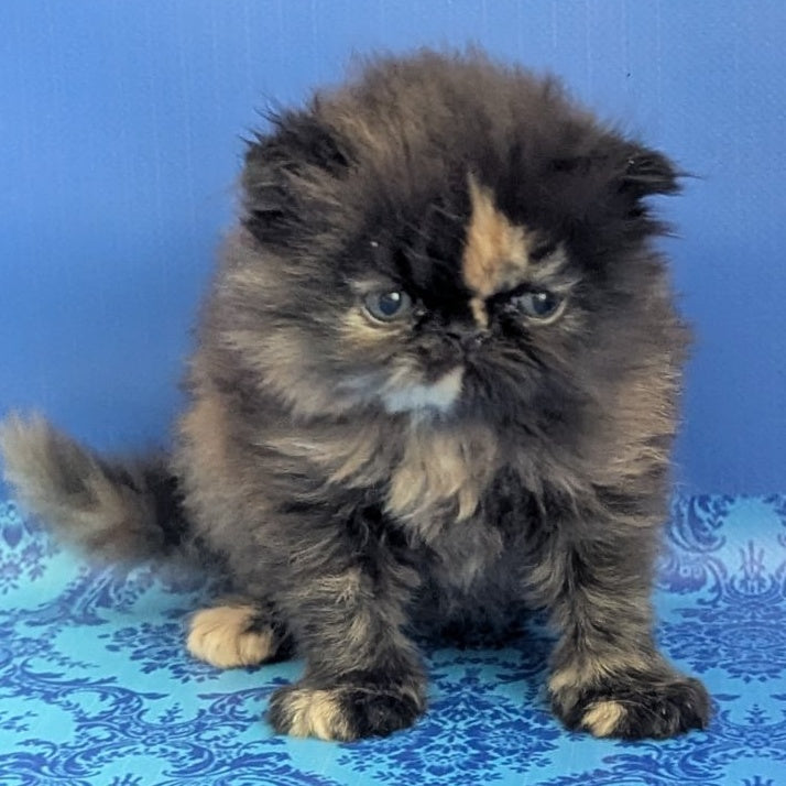 Savena Persian female, black tortie