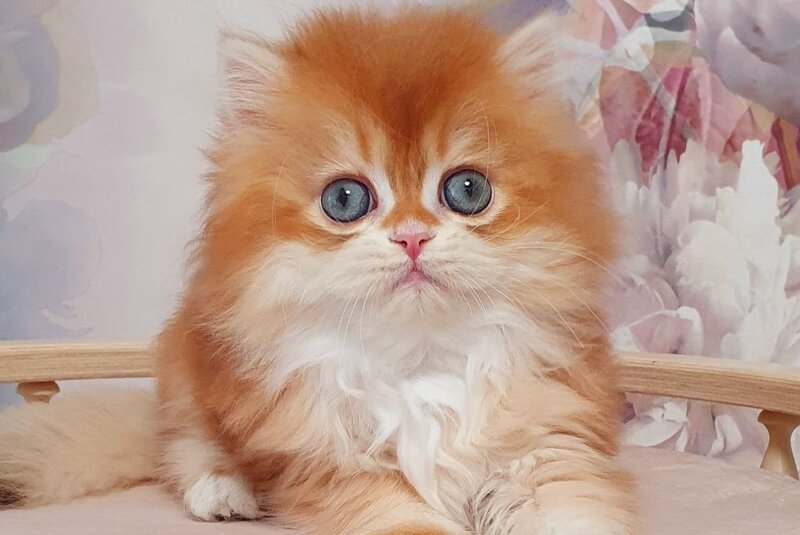 Mandarin British Longhair male, chocolate golden chinchilla