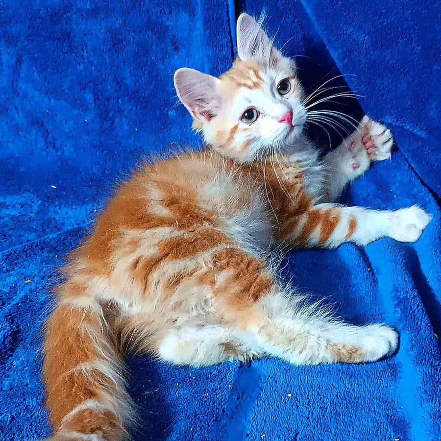 Еlizabet Siberian female, red with white tabby