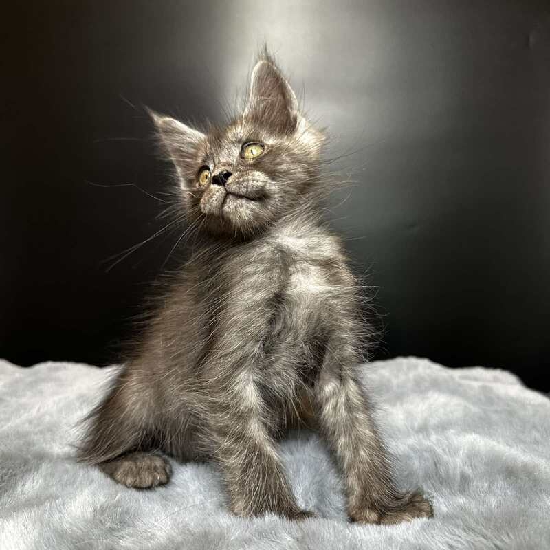 Benjamin Maine Coon male black silver - live animals