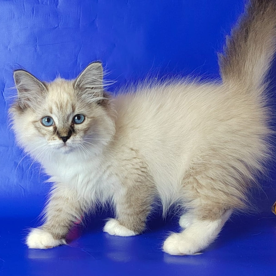 Konan Siberian male, blue tabby pointed with white