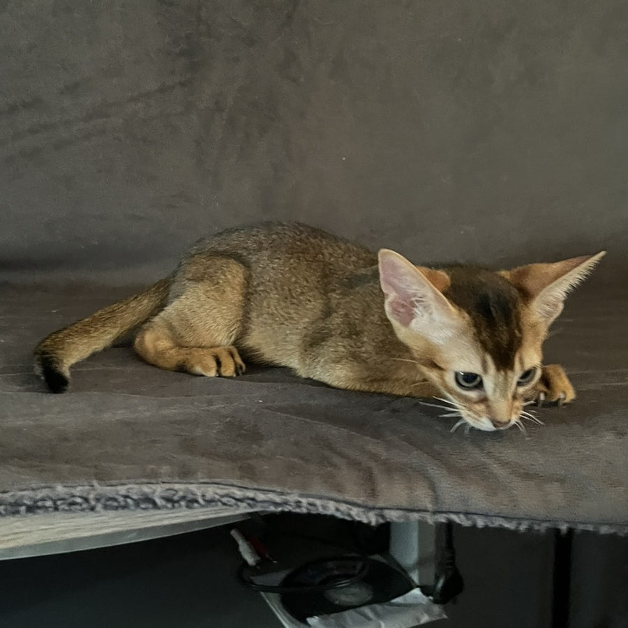 Flora Abyssinian female, black