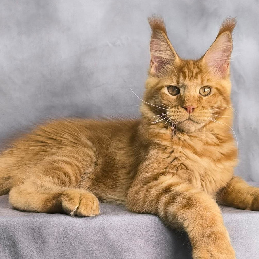 Hermes Maine Coon male, red