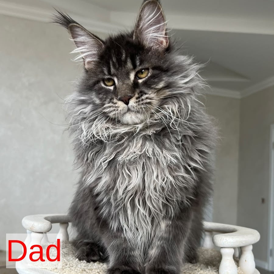 Odry Maine Coon female, black silver tabby