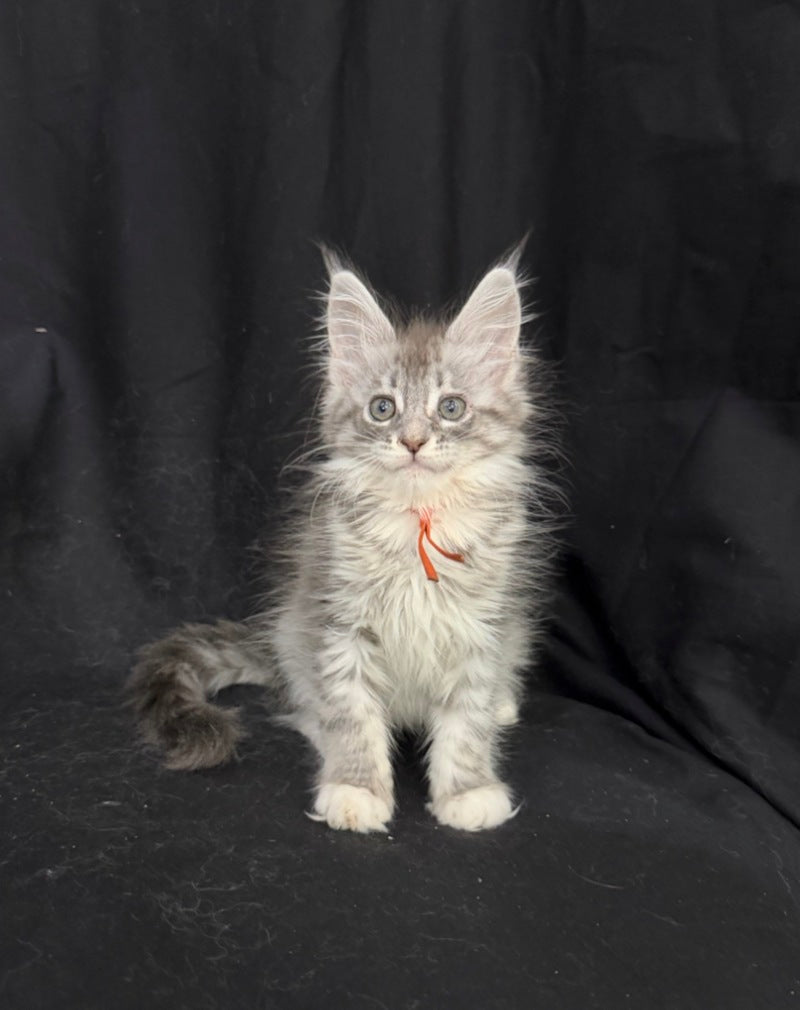 Zoryana Maine Coon female, blue silver tabby with white