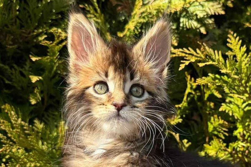 Elizabeth Maine Coon female black ticked tabby - live animals