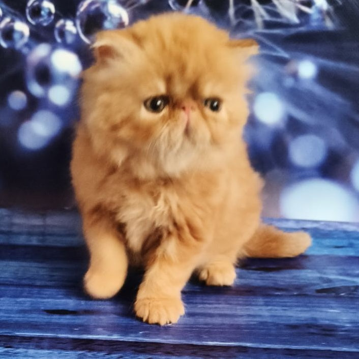 Simona Persian female, red tabby
