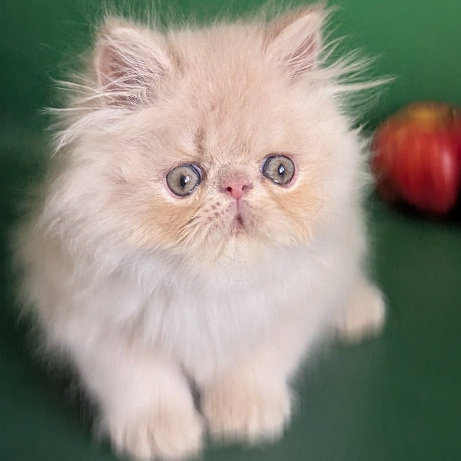 Tom Persian male, cream tabby