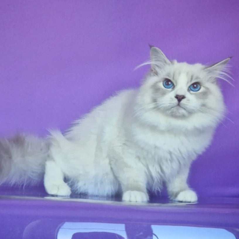 Federik Siberian male, blue bicolour tabby pointed