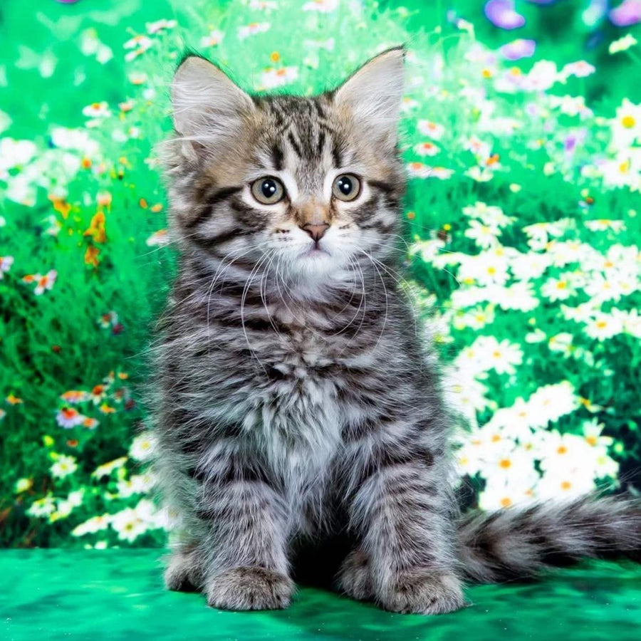 Zlata Siberian female, black spotted tabby