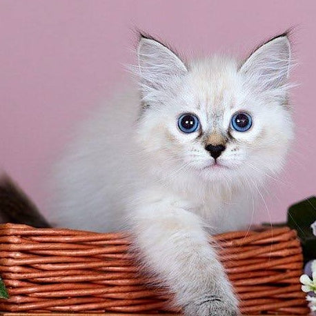 Juliet Siberian female, black with white tabby pointed