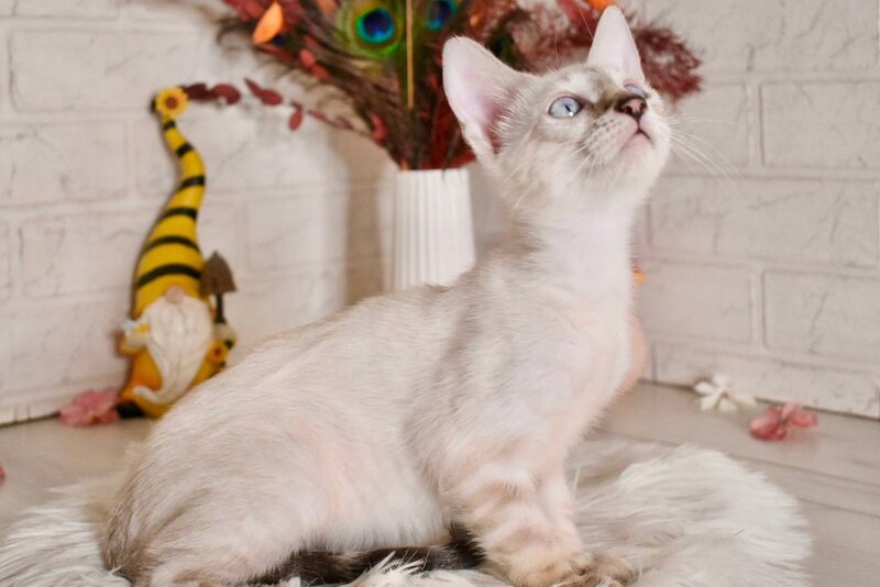 Sneja Bengal female black spotted tabby pointed - live animals