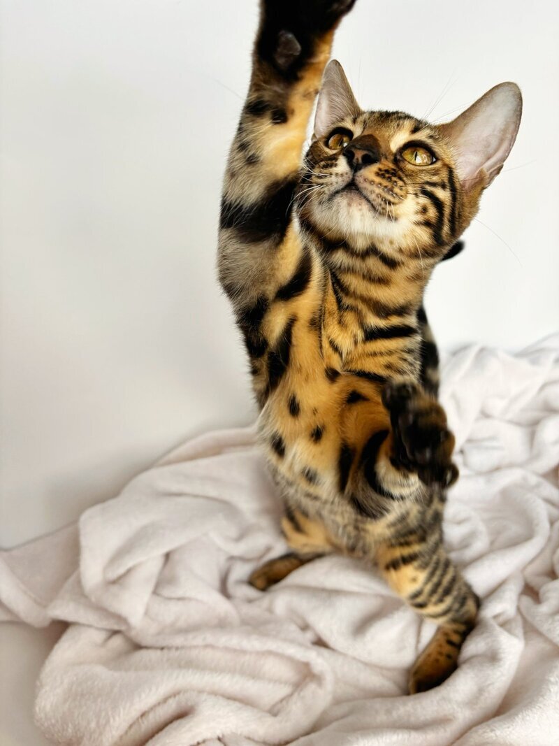 Lily Bengal female black spotted tabby - live animals