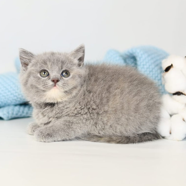 Perseya British Shorthair female, blue tortie
