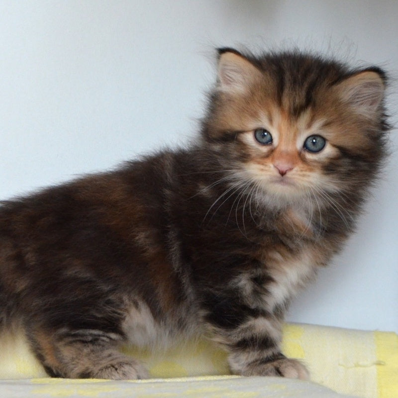Talia Siberian female, black tortie tabby