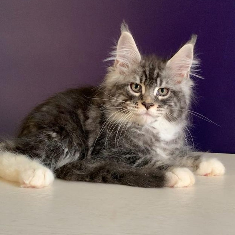 Quim Maine Coon male, black silver tabby with white