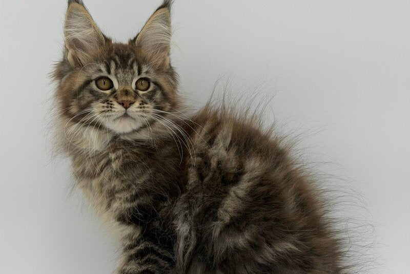 Katran Maine Coon male black tabby - live animals