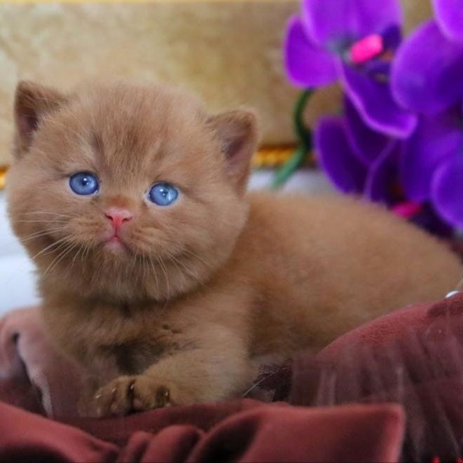 Richard British Shorthair male, cinnamon