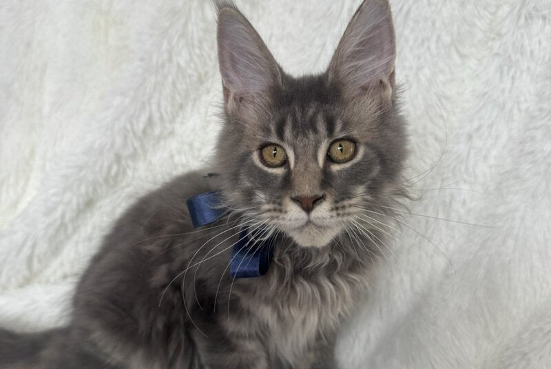 Floyd Maine Coon male, blue tabby