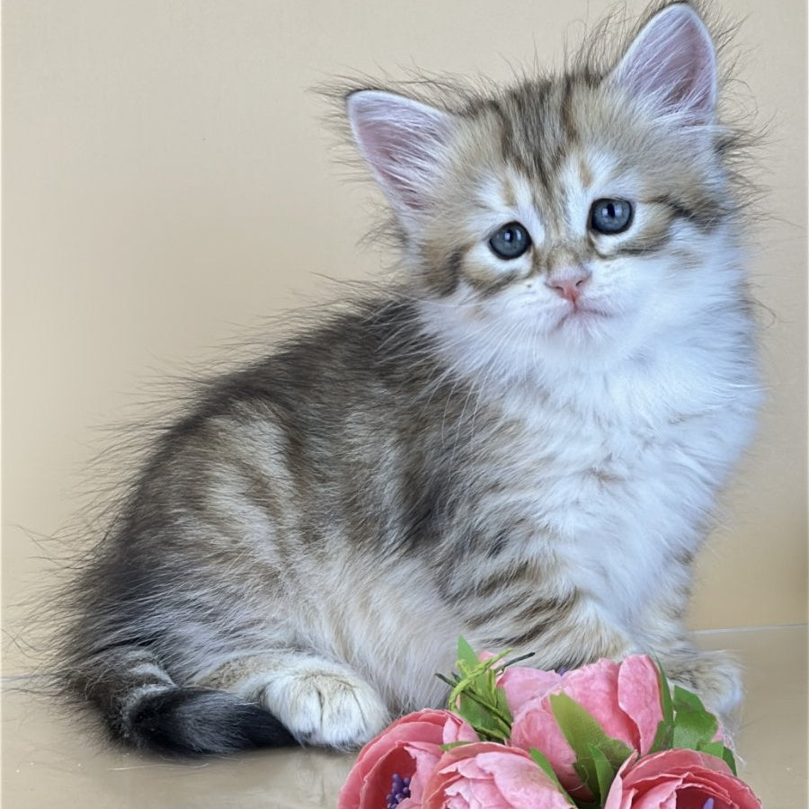 Yuna Siberian female, black golden tabby