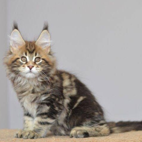 Kai Maine Coon male, black tabby