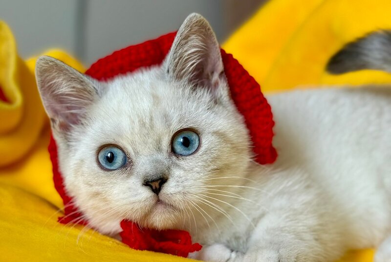 Naytiri Munchkin female black silver tabby pointed - live animals