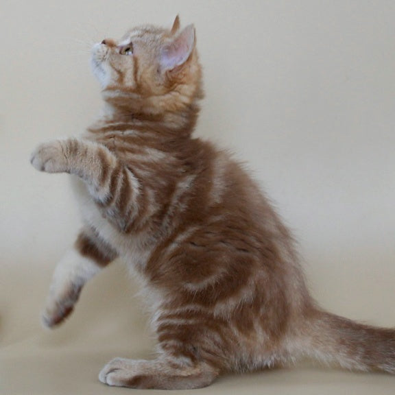 Tasha Scottish Straight male, cinnamon tabby