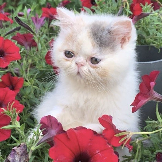 Zara Exotic female, blue tortie harlequin