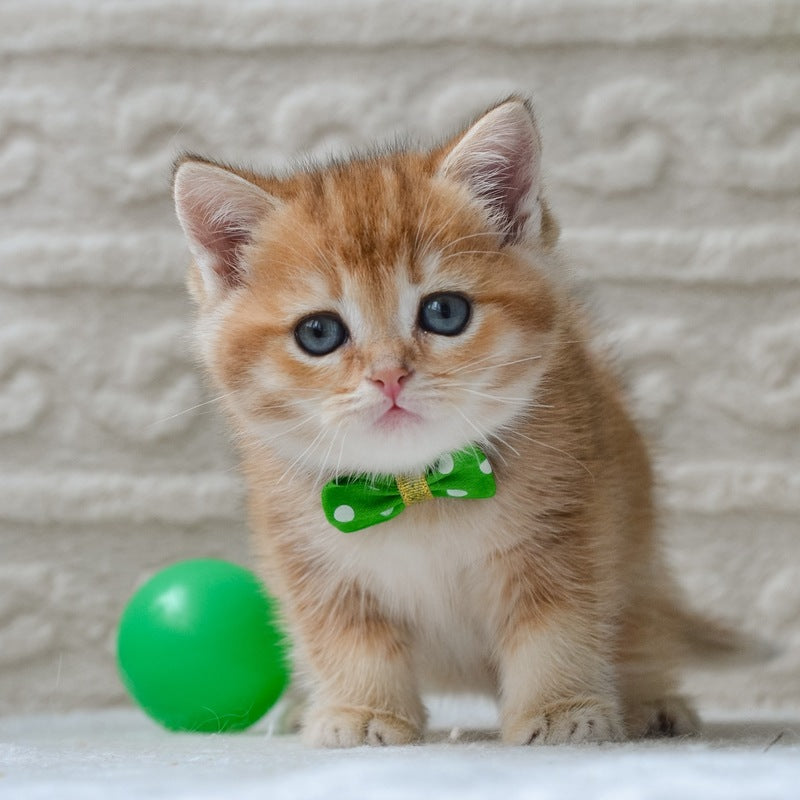 Chester British Shorthair male black golden ticked tabby - live animals