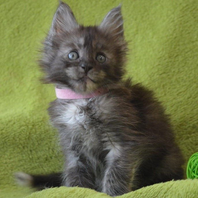 Kiwi Maine Coon female, black tortie silver