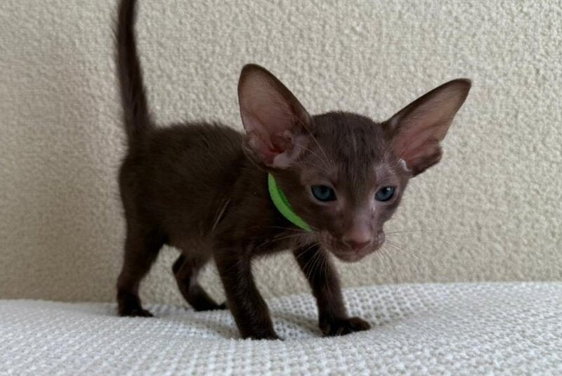 Aston Oriental Shorthair male chocolate - live animals