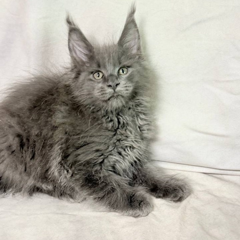 Jazz Maine Coon male, blue silver