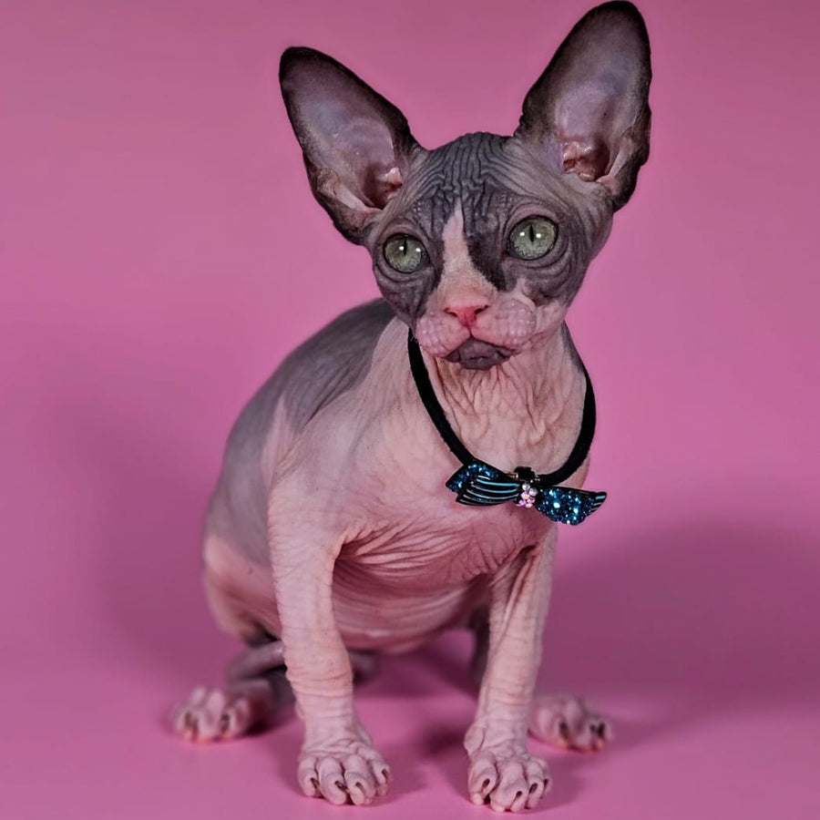 Basalt Canadian Sphynx male, black bicolour
