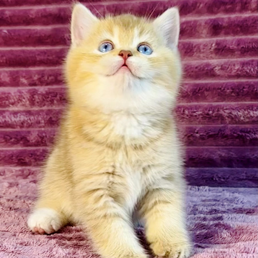Eden British Shorthair female, cinnamon golden shaded with white