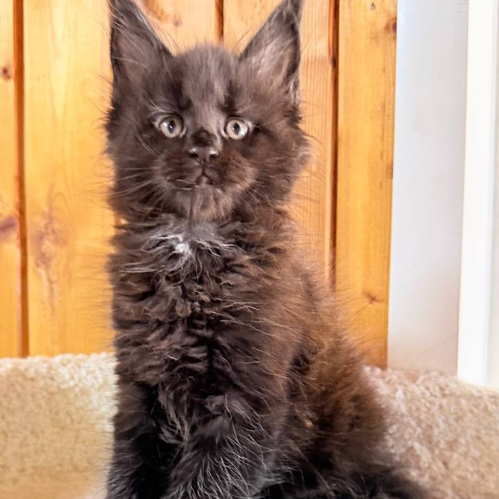 Olenna Maine Coon female, black with white