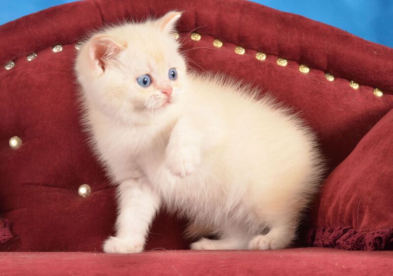 Ekler Scottish Straight male red golden shaded pointed live animals