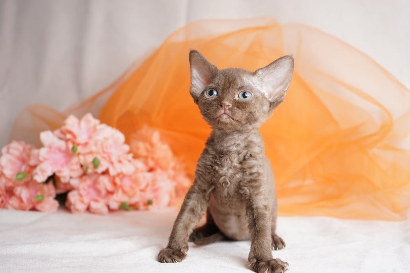 Olivia Devon Rex female, chocolate