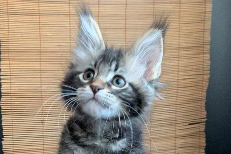Itaka Maine Coon female black tabby live animals