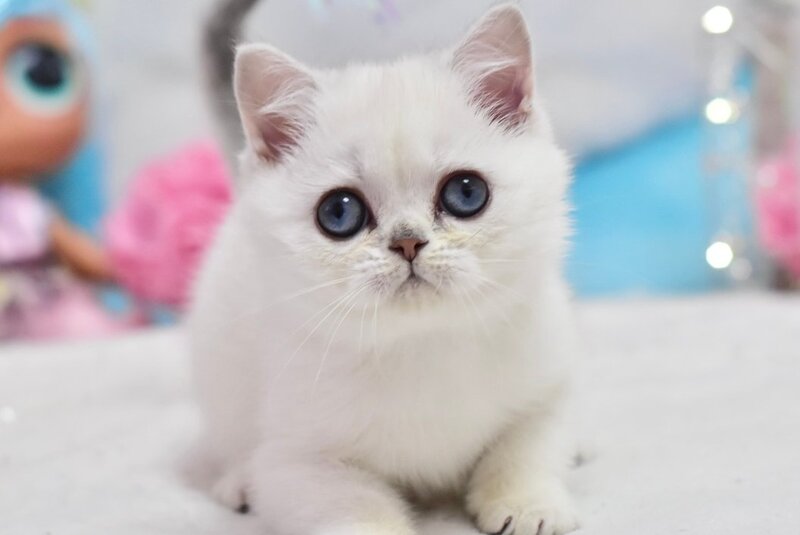 Dzholly British Shorthair female, black silver shaded pointed
